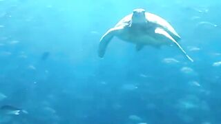 Endangered Sea Turtles Found Far Away!