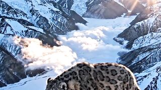 Nima The Snow Leopard Rescue #snowrescue #rescuestory #animallover