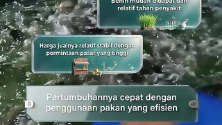 Advantages of Catfish Cultivation