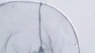 Sample of 30-day-old catfish