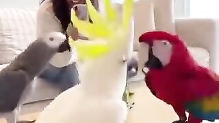 Dancing Bird - Michael Jackson