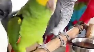 Dancing Bird Group