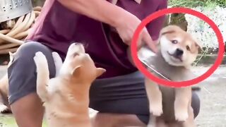 ​​When Your Puppies Want Attention NOW! 🐶😂