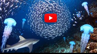 The Mysterious Blue World: Diverse Marine Life Captured in a Single Frame