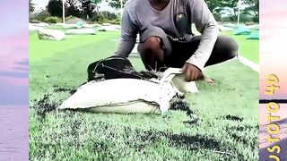 Mengapa bubuk hitam ditaburkan di atas rumput sintetis versi PLUSTOTO4D