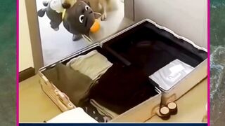 pengen ikut