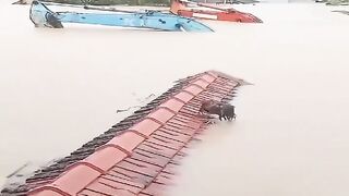 Flood Effect in Bangladesh