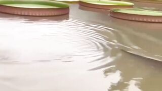 Snake Kiss in the Pond