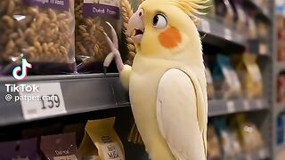 Cute Parrot Story