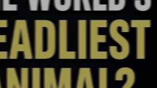 Which Is the Deadliest Animal in the World? 😱 Most People Get It Wrong! #shorts