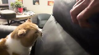 That peets sound