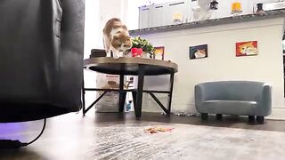 POV: Cat