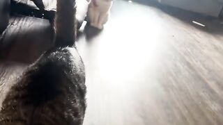 Playful a the TK 2
