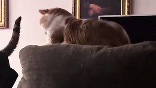 Starer