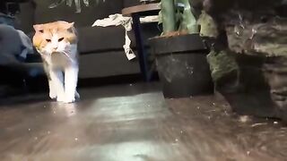 He greets