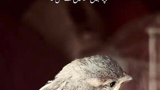 Baby Sparrow
