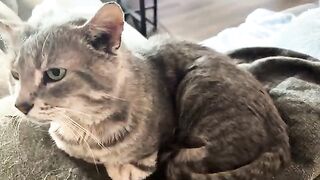 LOVE  CATS