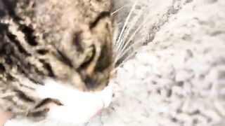 Whyy  CATS