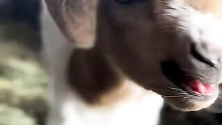 Why Buy a Dog When You Can Have a Chaotic Baby Goat?