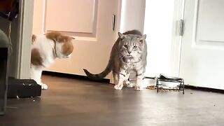 Stalking level 10