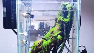 SMALL FISH TANK