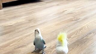 Lovebirds are the cutest parrots