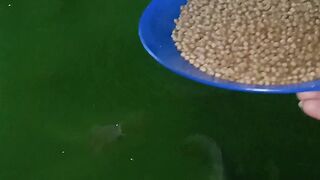 Nafsu Makan Tinggi