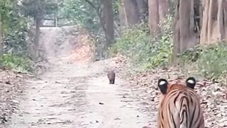 Tiger attack 3