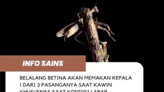 belalang betina