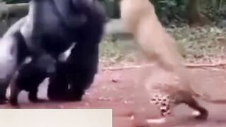 Chimpanzee and lion fight