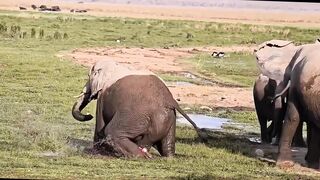 Animals 86