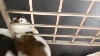kucing 24