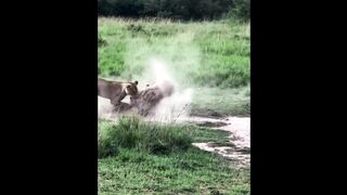 Animals 87