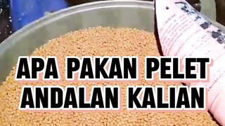 Apa pakan pelet andalan kalian❓️