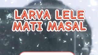 Larva lele mati masal koreksi 3 hal ini