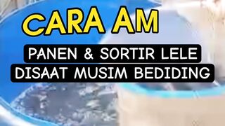 Cara aman panen dan sortir bibit lele disaat musim bediding