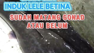 Cara cek induk lele betina matang gonad atau belum