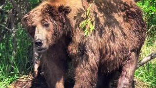 Animals 88