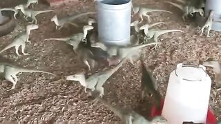 This is my farm