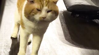 When your cat thinks your feet stink, but he’s also kind of a freak