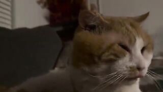 Just some cat video to scroll across your page after 11 years