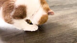 toiy cats