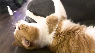 Dis gruntled cat