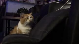 If a mogwai eats food at 11 and stores it in his cheeks until midnight does it still gremlin?