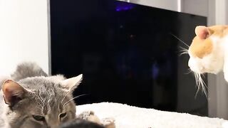Something cat related idk.
