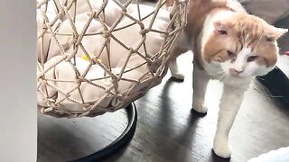 Waggems little tail