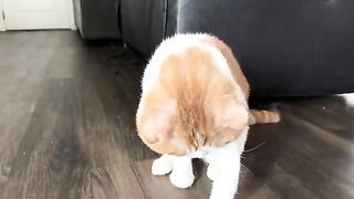 Shiba Cat