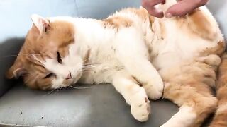 My little sofa king cat