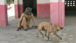 🐺 mask vs dogs 😂