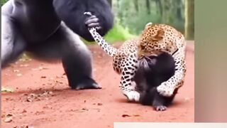Lion and chimpanzee